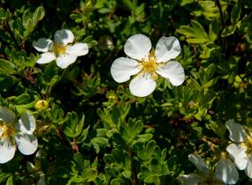 Mochna křovitá 'White Lady' - Potentilla fruticosa 'White Lady'