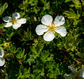 Mochna křovitá 'White Lady' - Potentilla fruticosa 'White Lady'