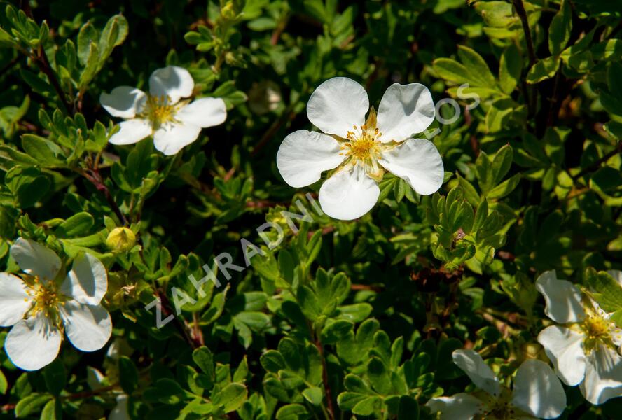 Mochna křovitá 'White Lady' - Potentilla fruticosa 'White Lady'