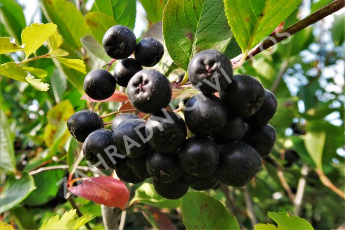 Temnoplodec, arónie černoplodá 'Nero' - Aronia melanocarpa 'Nero'