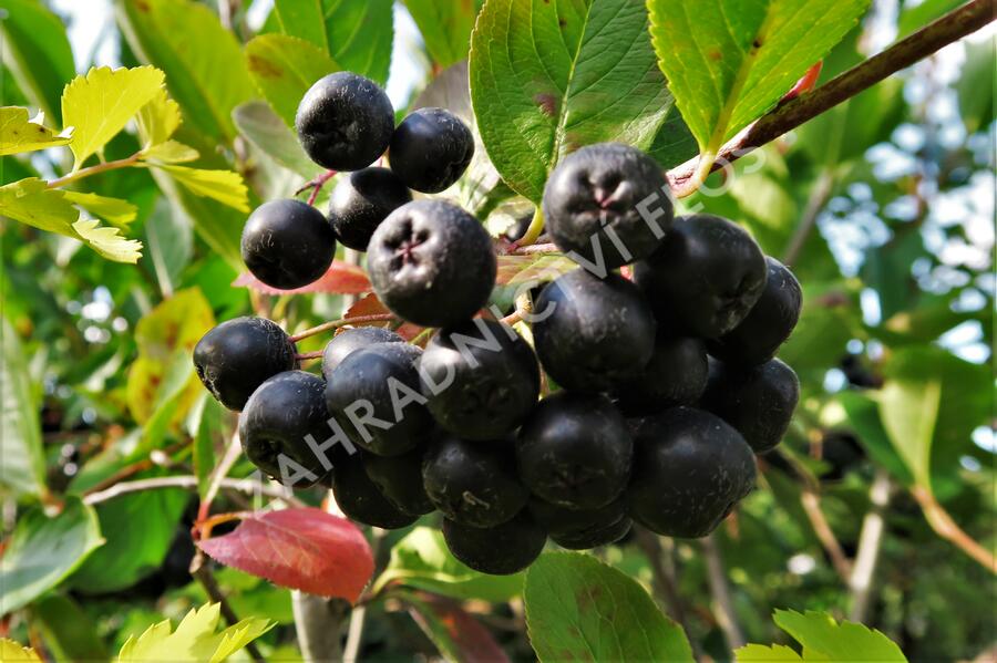 Temnoplodec černoplodý 'Nero' - Aronia melanocarpa 'Nero'