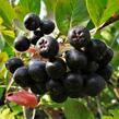 Temnoplodec černoplodý 'Nero' - Aronia melanocarpa 'Nero'