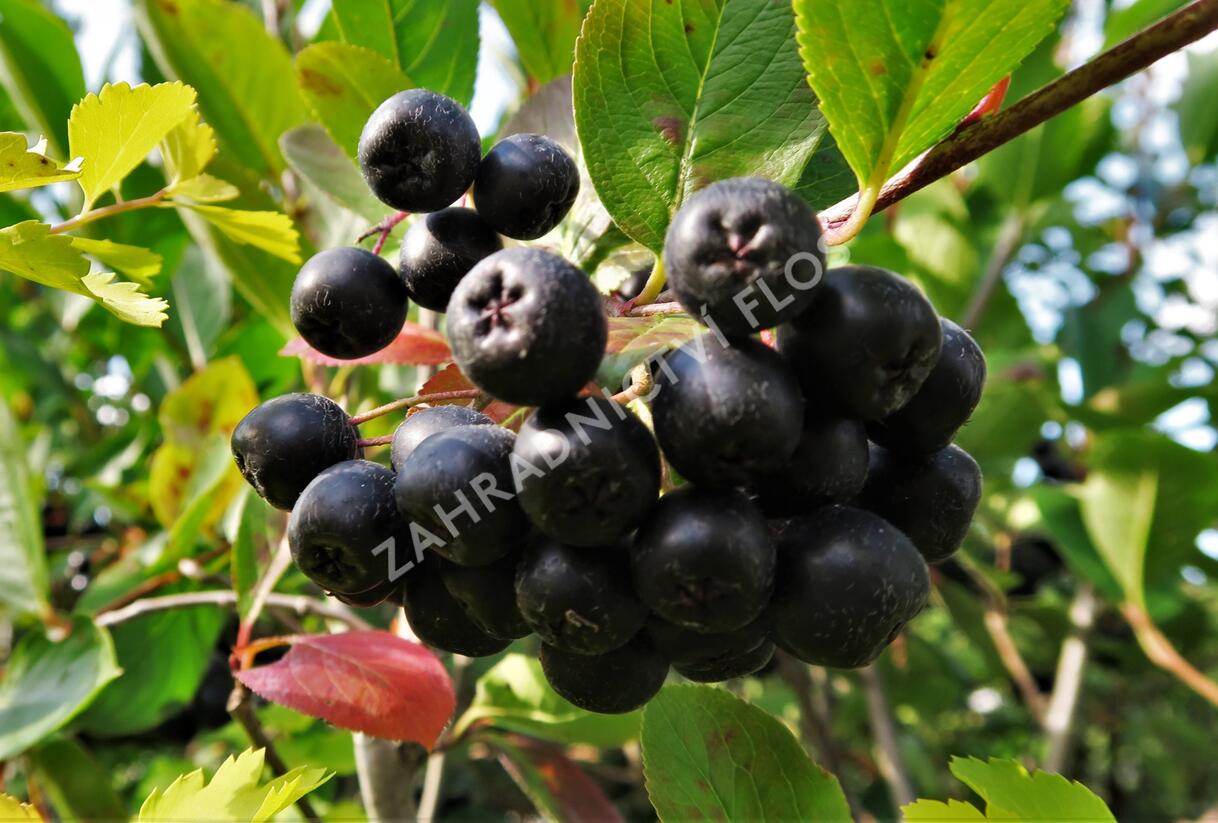 Temnoplodec, arónie černoplodá 'Nero' - Aronia melanocarpa 'Nero'