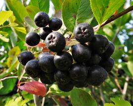 Temnoplodec, arónie černoplodá 'Nero'