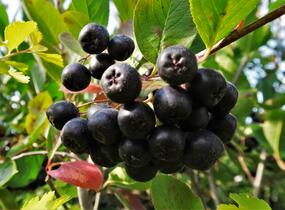 Temnoplodec, arónie černoplodá 'Nero' - Aronia melanocarpa 'Nero'