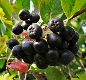 Temnoplodec, arónie černoplodá 'Nero' - Aronia melanocarpa 'Nero'