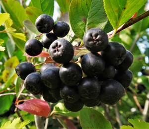 Temnoplodec černoplodý 'Nero' - Aronia melanocarpa 'Nero'