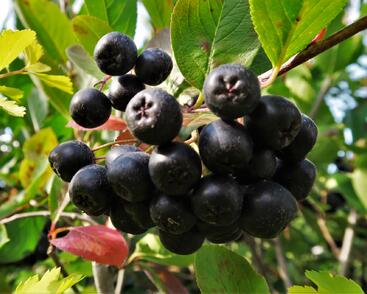 Temnoplodec, arónie černoplodá 'Nero'