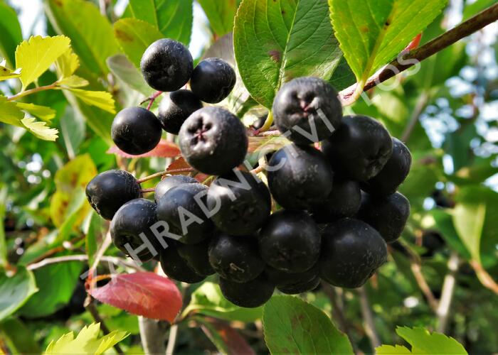 Temnoplodec černoplodý 'Nero' - Aronia melanocarpa 'Nero'
