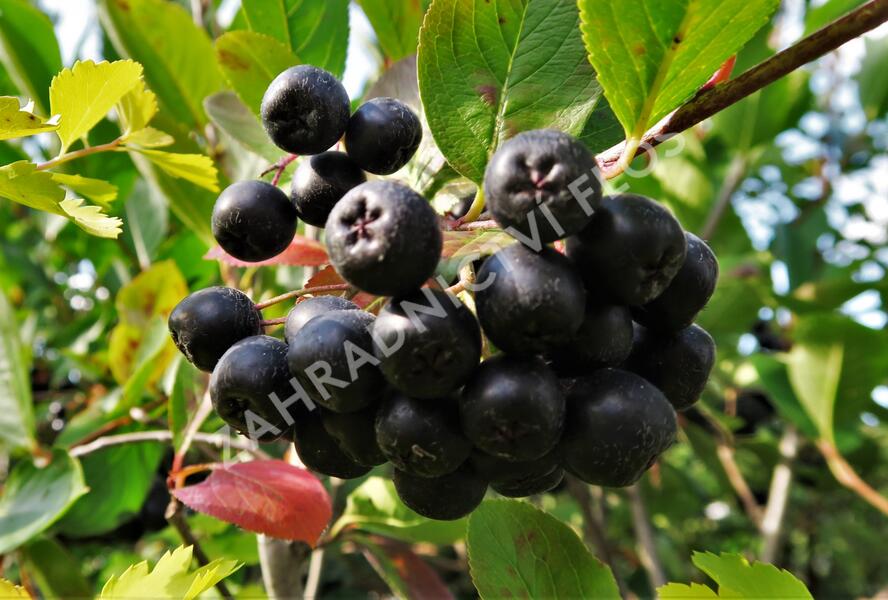 Temnoplodec, arónie černoplodá 'Nero' - Aronia melanocarpa 'Nero'