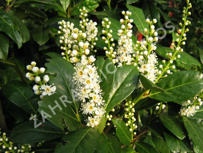 Bobkovišeň lékařská 'Caucasica' - Prunus laurocerasus 'Caucasica'