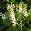 Bobkovišeň lékařská 'Caucasica' - Prunus laurocerasus 'Caucasica'