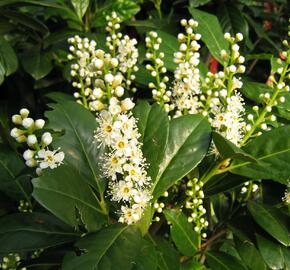 Bobkovišeň lékařská 'Caucasica' - Prunus laurocerasus 'Caucasica'