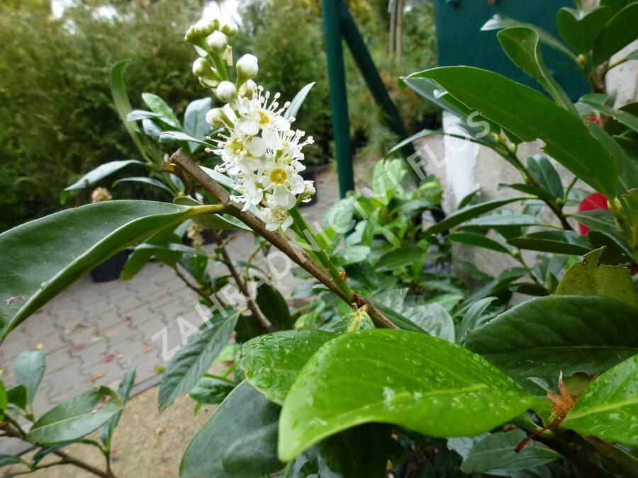 Bobkovišeň lékařská 'Caucasica' - Prunus laurocerasus 'Caucasica'