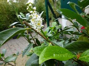 Bobkovišeň lékařská 'Caucasica' - Prunus laurocerasus 'Caucasica'