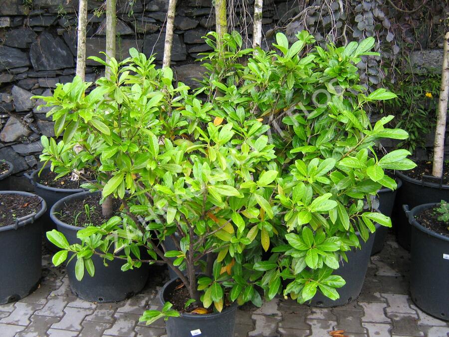 Bobkovišeň lékařská 'Caucasica' - Prunus laurocerasus 'Caucasica'