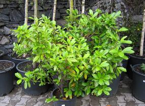 Bobkovišeň lékařská 'Caucasica' - Prunus laurocerasus 'Caucasica'