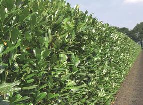 Bobkovišeň lékařská 'Caucasica' - Prunus laurocerasus 'Caucasica'