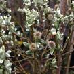 Vrba švýcarská - Salix helvetica