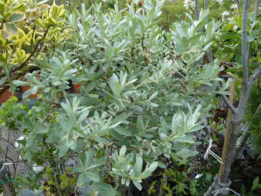 Vrba švýcarská - Salix helvetica