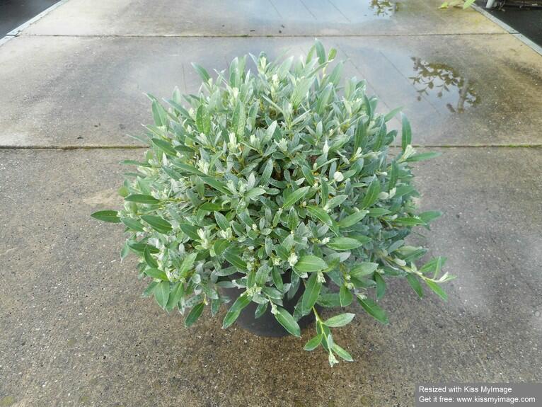 Vrba švýcarská - Salix helvetica