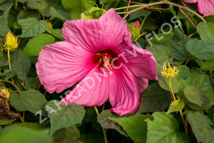 Ibišek bahenní 'Plum Crazy' - Hibiscus moscheutos 'Plum Crazy'