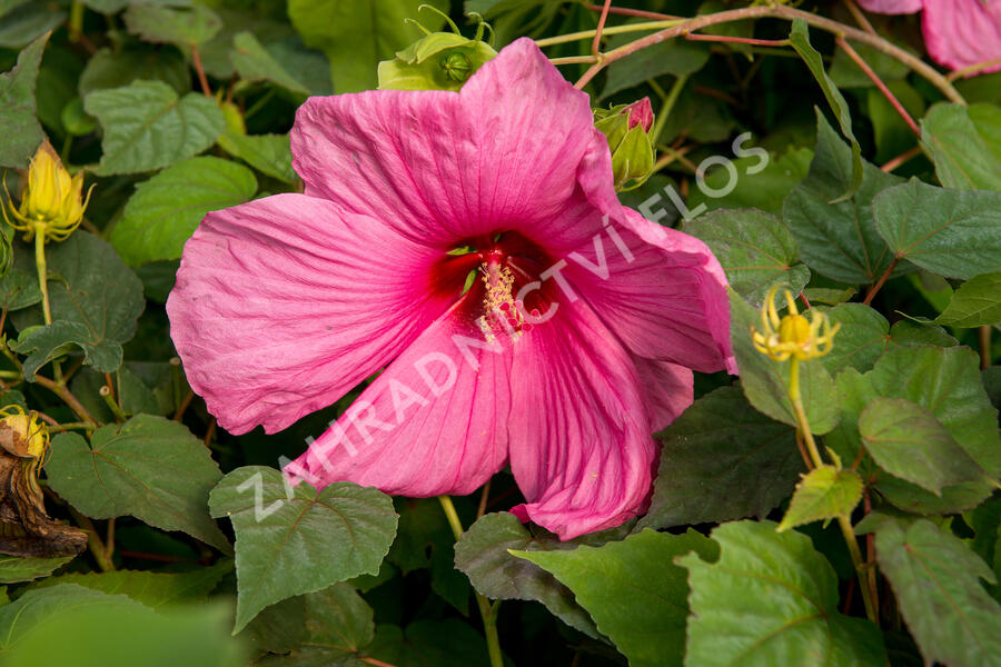 Ibišek bahenní 'Plum Crazy' - Hibiscus moscheutos 'Plum Crazy'