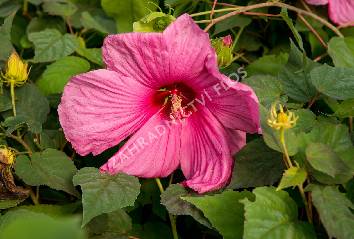 Ibišek bahenní 'Plum Crazy' - Hibiscus moscheutos 'Plum Crazy'