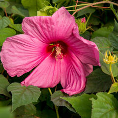 Ibišek bahenní 'Plum Crazy' - Hibiscus moscheutos 'Plum Crazy'