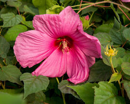 Ibišek bahenní 'Plum Crazy'