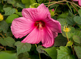 Ibišek bahenní 'Plum Crazy' - Hibiscus moscheutos 'Plum Crazy'