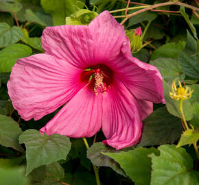 Ibišek bahenní 'Plum Crazy' - Hibiscus moscheutos 'Plum Crazy'