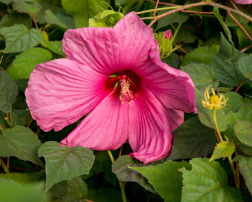 Ibišek bahenní 'Plum Crazy'