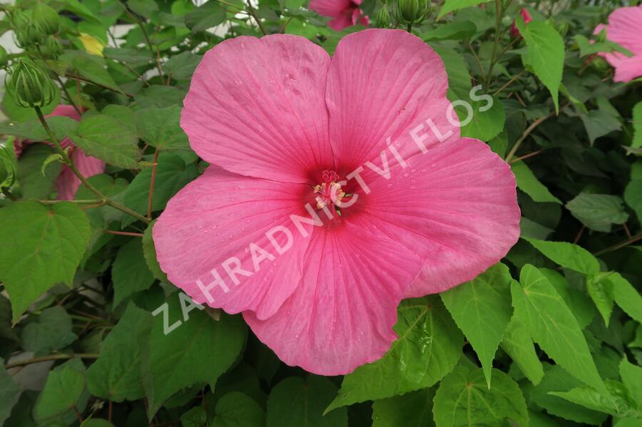 Ibišek bahenní 'Plum Crazy' - Hibiscus moscheutos 'Plum Crazy'
