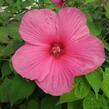 Ibišek bahenní 'Plum Crazy' - Hibiscus moscheutos 'Plum Crazy'