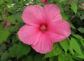 Ibišek bahenní 'Plum Crazy' - Hibiscus moscheutos 'Plum Crazy'