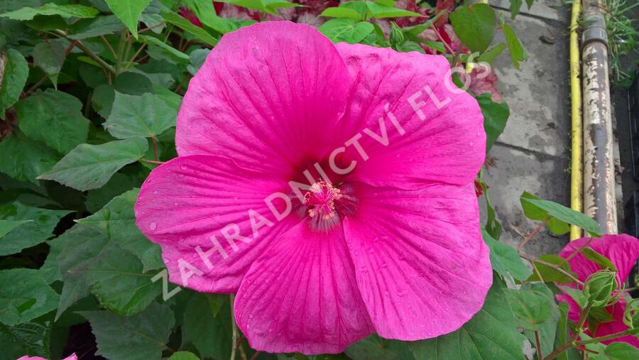 Ibišek bahenní 'Plum Crazy' - Hibiscus moscheutos 'Plum Crazy'