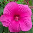 Ibišek bahenní 'Plum Crazy' - Hibiscus moscheutos 'Plum Crazy'