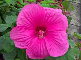 Ibišek bahenní 'Plum Crazy' - Hibiscus moscheutos 'Plum Crazy'