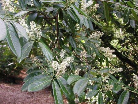 Bobkovišeň lékařská - Prunus laurocerasus