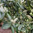 Bobkovišeň lékařská - Prunus laurocerasus