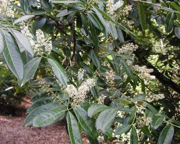 Bobkovišeň lékařská