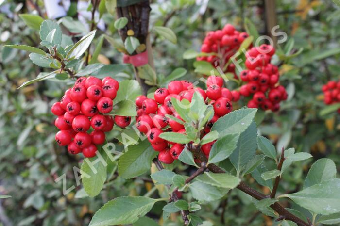 Hlohyně šarlatová 'Red Column' - Pyracantha coccinea 'Red Column'