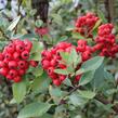 Hlohyně šarlatová 'Red Column' - Pyracantha coccinea 'Red Column'