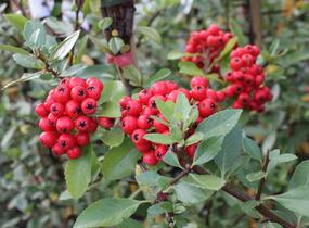 Hlohyně šarlatová 'Red Column' - Pyracantha coccinea 'Red Column'