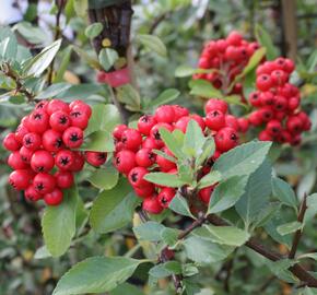 Hlohyně šarlatová 'Red Column' - Pyracantha coccinea 'Red Column'