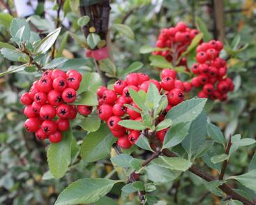 Hlohyně šarlatová 'Red Column'