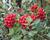 Hlohyně šarlatová 'Red Column'