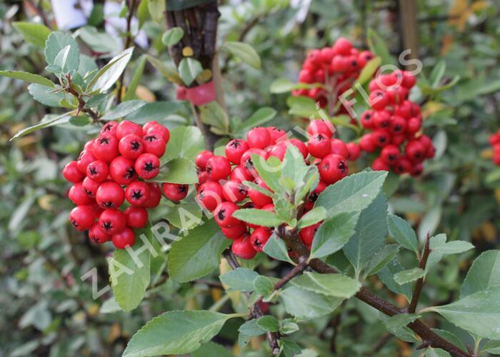 Hlohyně šarlatová 'Red Column' - Pyracantha coccinea 'Red Column'