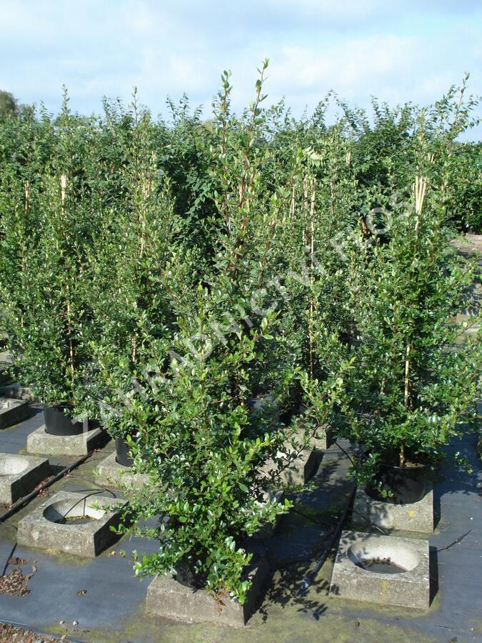 Hlohyně šarlatová 'Red Column' - Pyracantha coccinea 'Red Column'